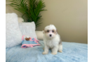Cute Mini Aussiedoodle Baby