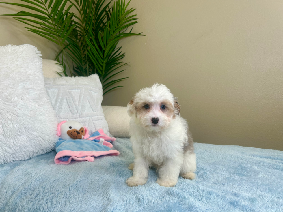 Cute Mini Aussiedoodle Baby