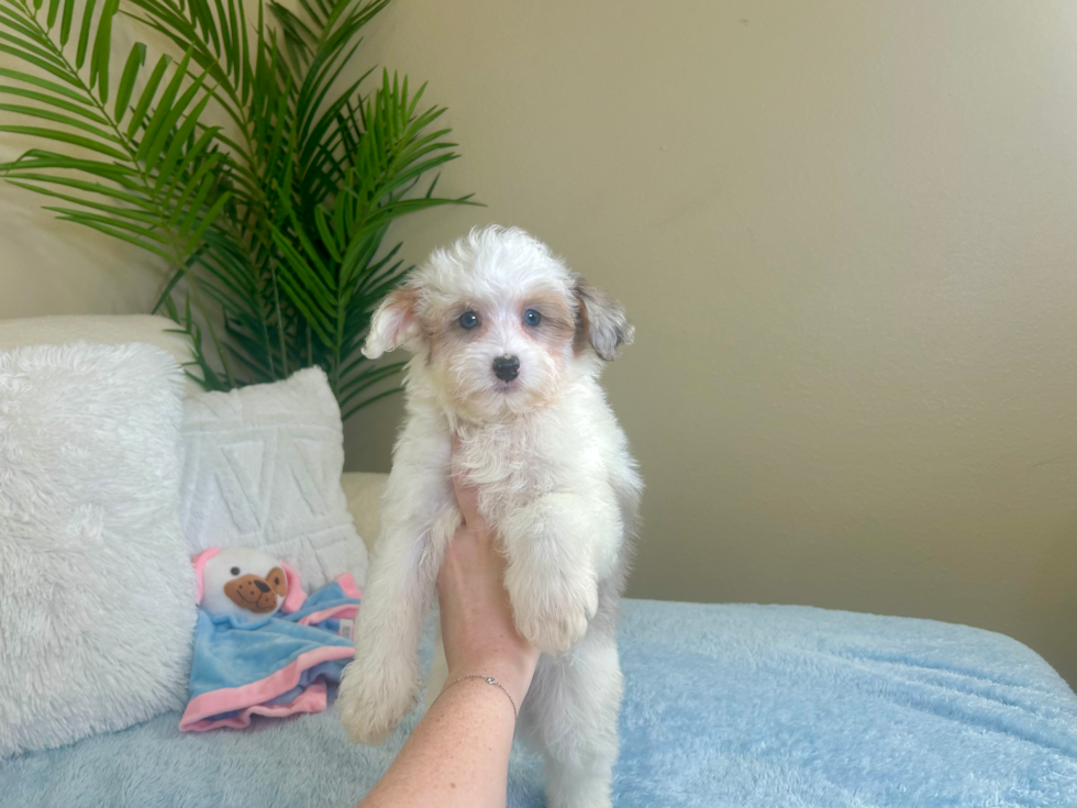 Mini Aussiedoodle Puppy for Adoption