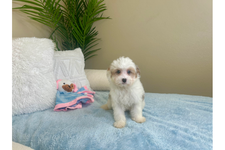 Cute Mini Aussiedoodle Poodle Mix Pup