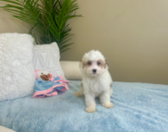 9 week old Mini Aussiedoodle Puppy For Sale - Lone Star Pups