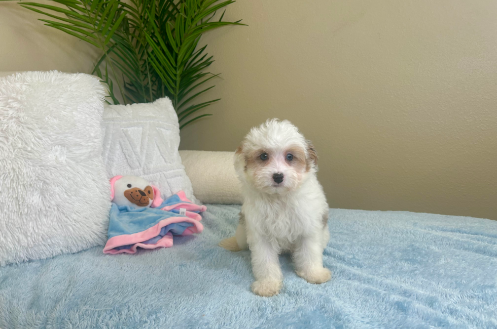 10 week old Mini Aussiedoodle Puppy For Sale - Lone Star Pups