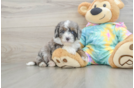 Sweet Mini Aussiedoodle Baby