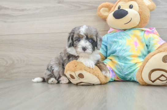 Sweet Mini Aussiedoodle Baby