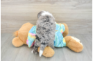Cute Mini Aussiedoodle Baby