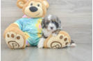 Best Mini Aussiedoodle Baby