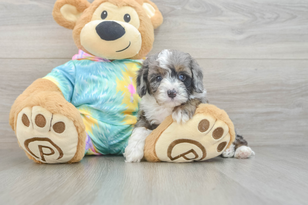 Best Mini Aussiedoodle Baby