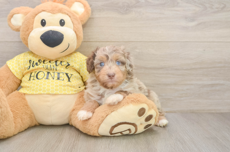 5 week old Mini Aussiedoodle Puppy For Sale - Lone Star Pups