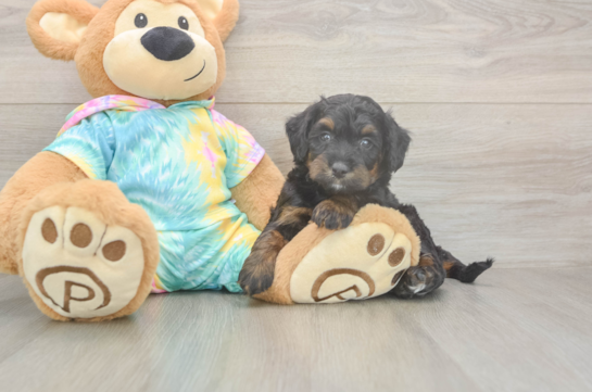 Friendly Mini Aussiedoodle Baby