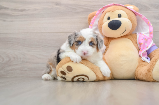 Best Mini Aussiedoodle Baby