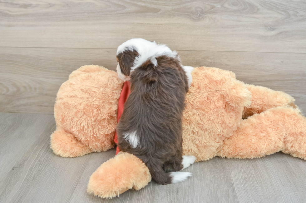 Friendly Mini Aussiedoodle Baby