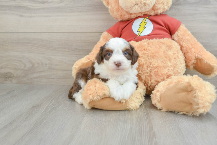 Mini Aussiedoodle Puppy for Adoption