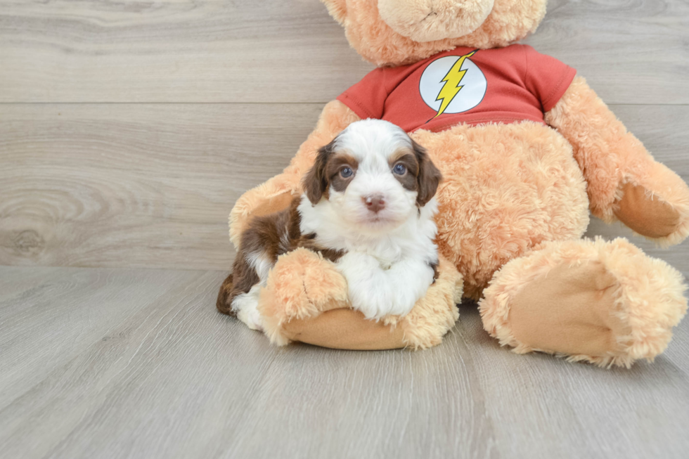 Mini Aussiedoodle Puppy for Adoption