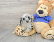 9 week old Mini Aussiedoodle Puppy For Sale - Lone Star Pups