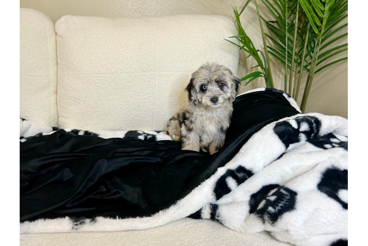 Mini Aussiedoodle Puppy for Adoption