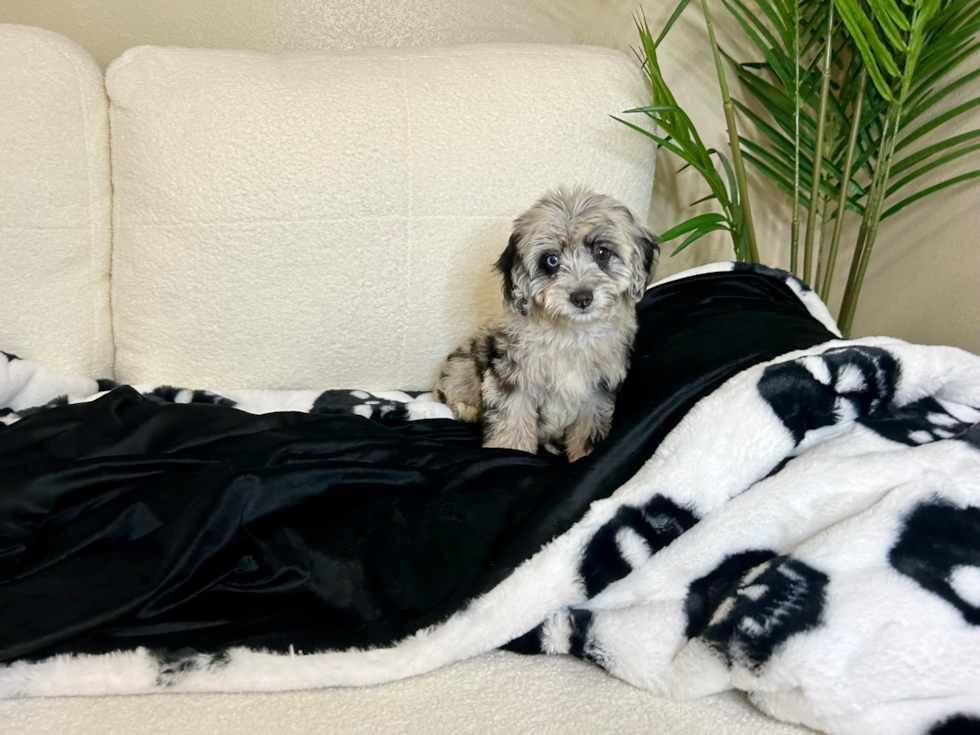 Mini Aussiedoodle Puppy for Adoption