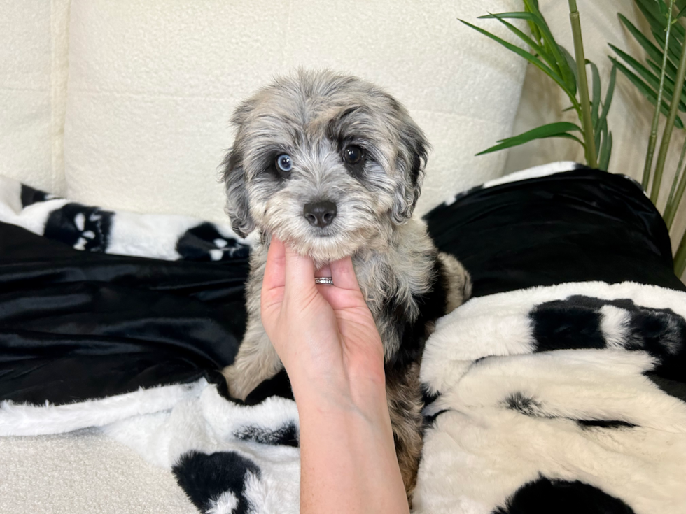 Best Mini Aussiedoodle Baby