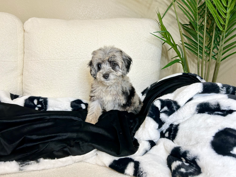 Cute Aussiepoo Poodle Mix Puppy