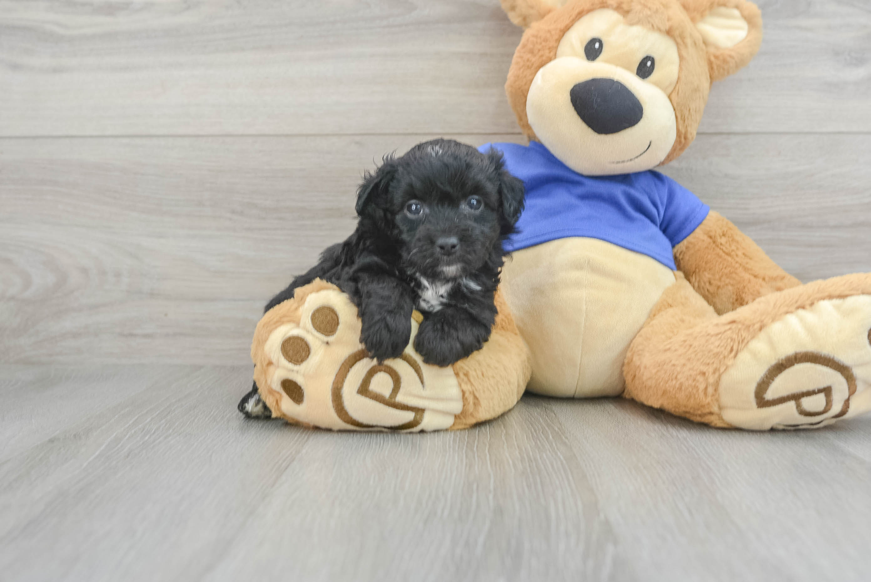 Smart Mini Aussiedoodle Poodle Mix Pup