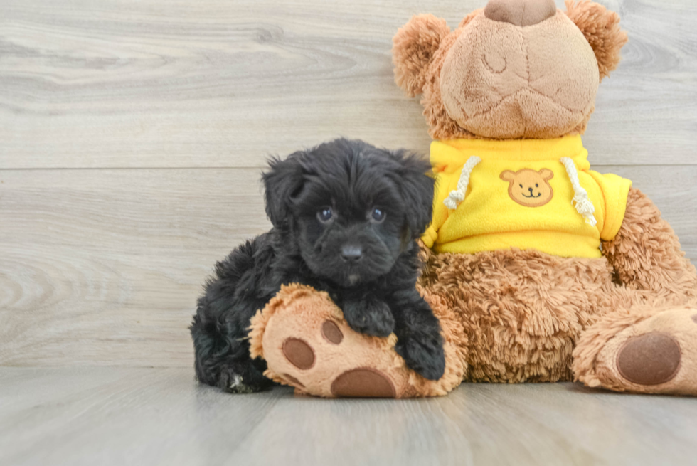 Adorable Mini Australian Shepherd X Poodle Mix Poodle Mix Puppy