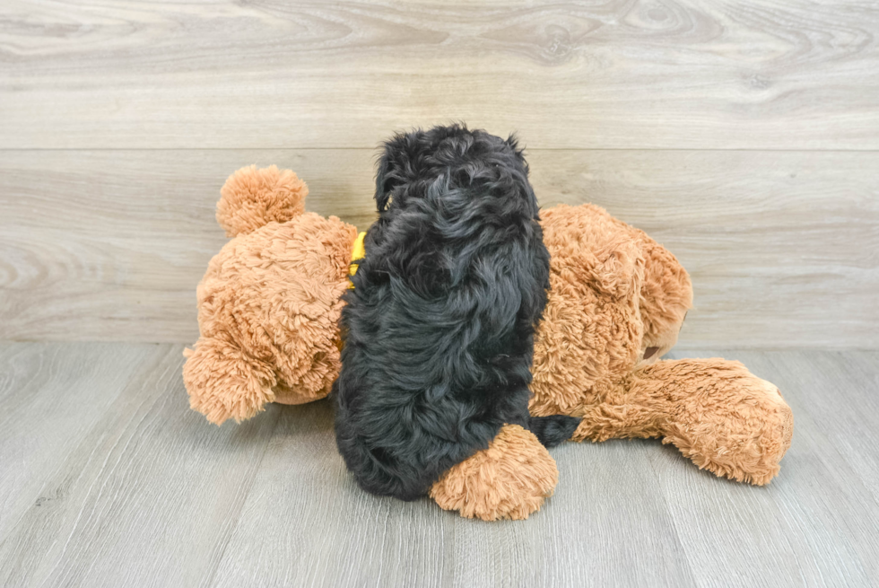 Little Mini Aussiepoo Poodle Mix Puppy