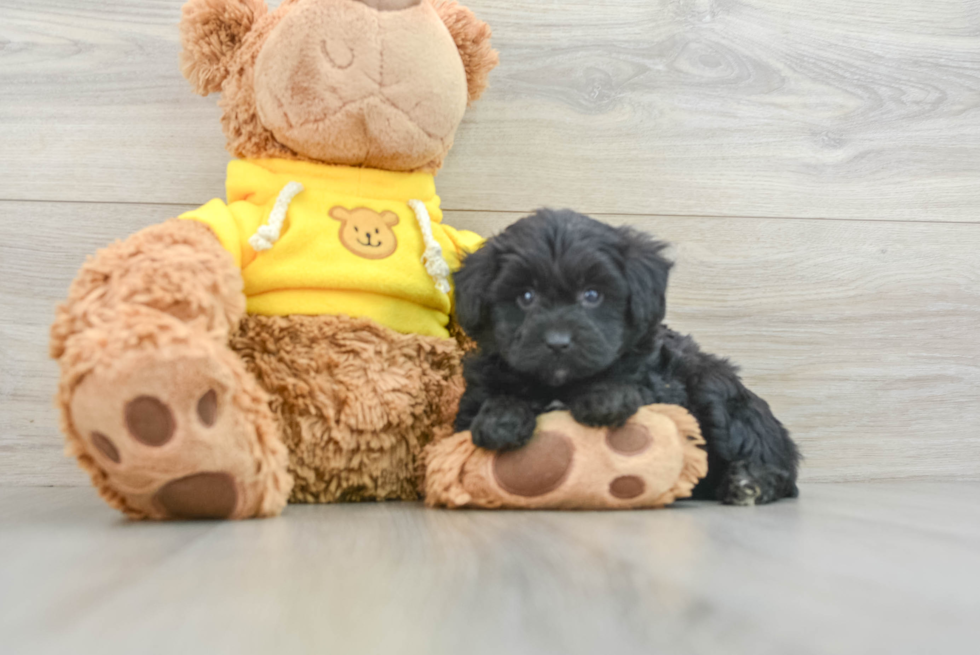Mini Aussiedoodle Pup Being Cute
