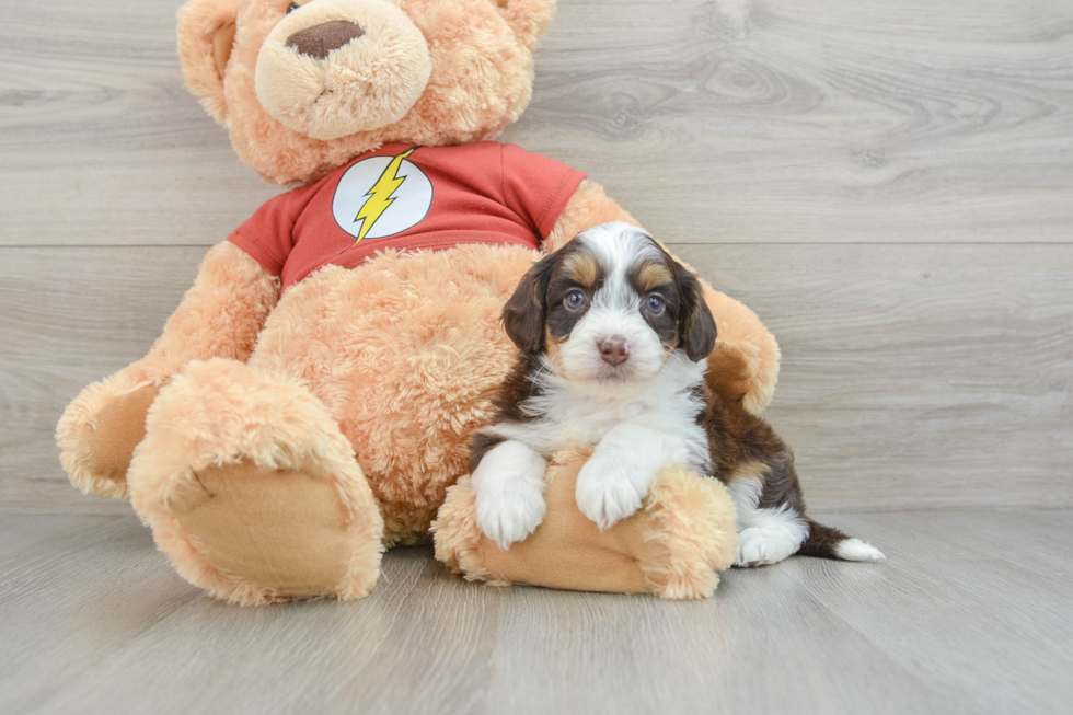 Playful Mini Aussiepoodle Poodle Mix Puppy