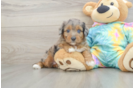 Cute Mini Aussiedoodle Baby