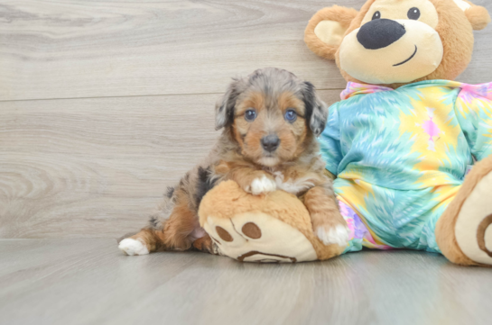 Cute Mini Aussiedoodle Baby