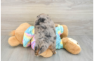 Energetic Aussie Poo Poodle Mix Puppy