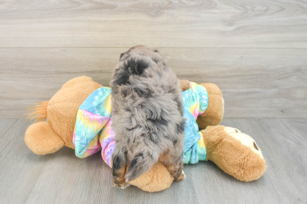 Energetic Aussie Poo Poodle Mix Puppy