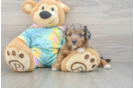 Best Mini Aussiedoodle Baby