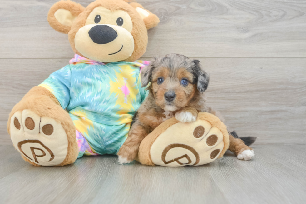 Best Mini Aussiedoodle Baby