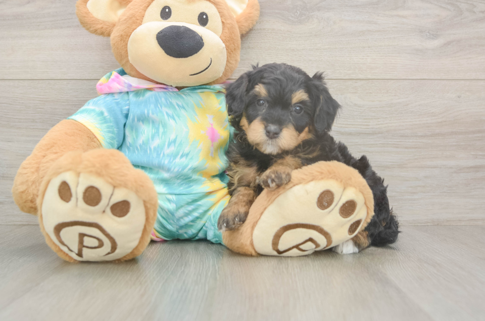 6 week old Mini Aussiedoodle Puppy For Sale - Lone Star Pups