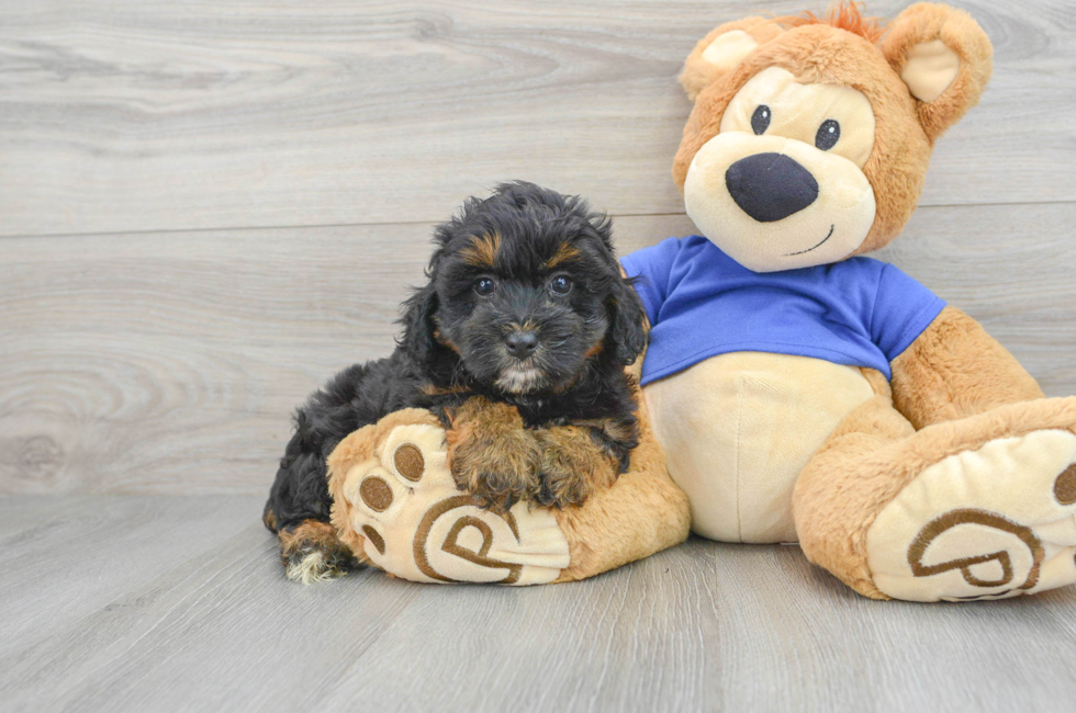 7 week old Mini Aussiedoodle Puppy For Sale - Lone Star Pups