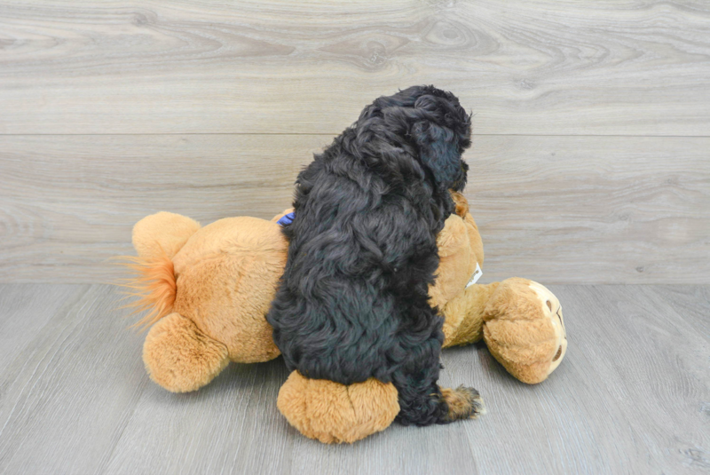Meet Puma - our Mini Aussiedoodle Puppy Photo 2/3 - Lone Star Pups