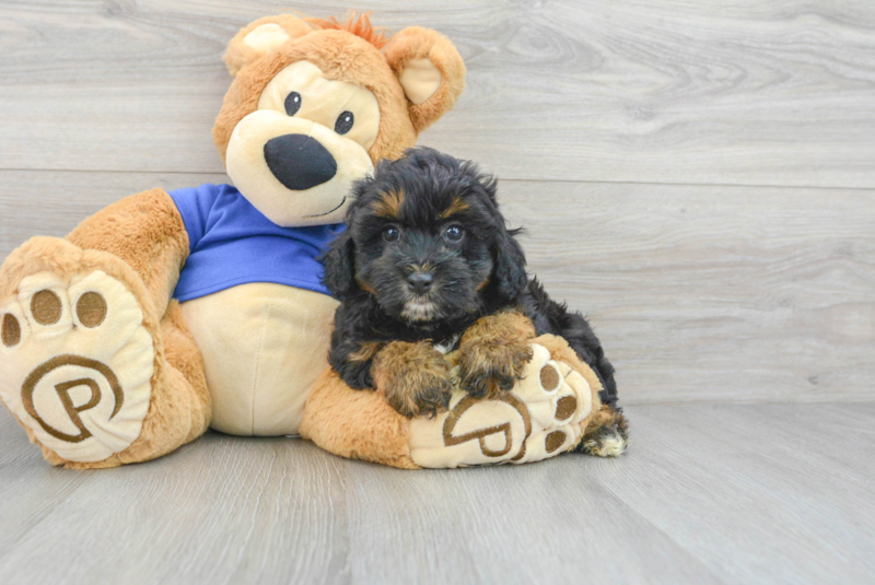 Meet Puma - our Mini Aussiedoodle Puppy Photo 3/3 - Lone Star Pups