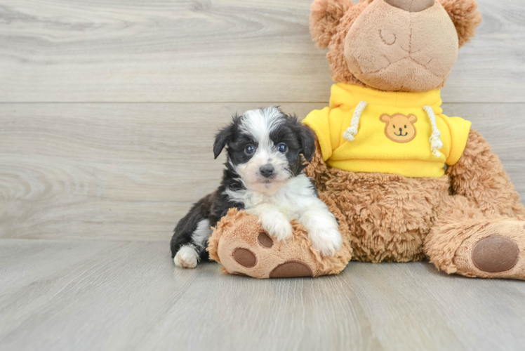 Cute Mini Aussiedoodle Baby