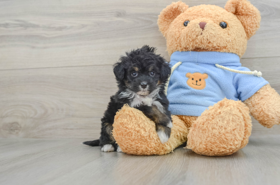 7 week old Mini Aussiedoodle Puppy For Sale - Lone Star Pups