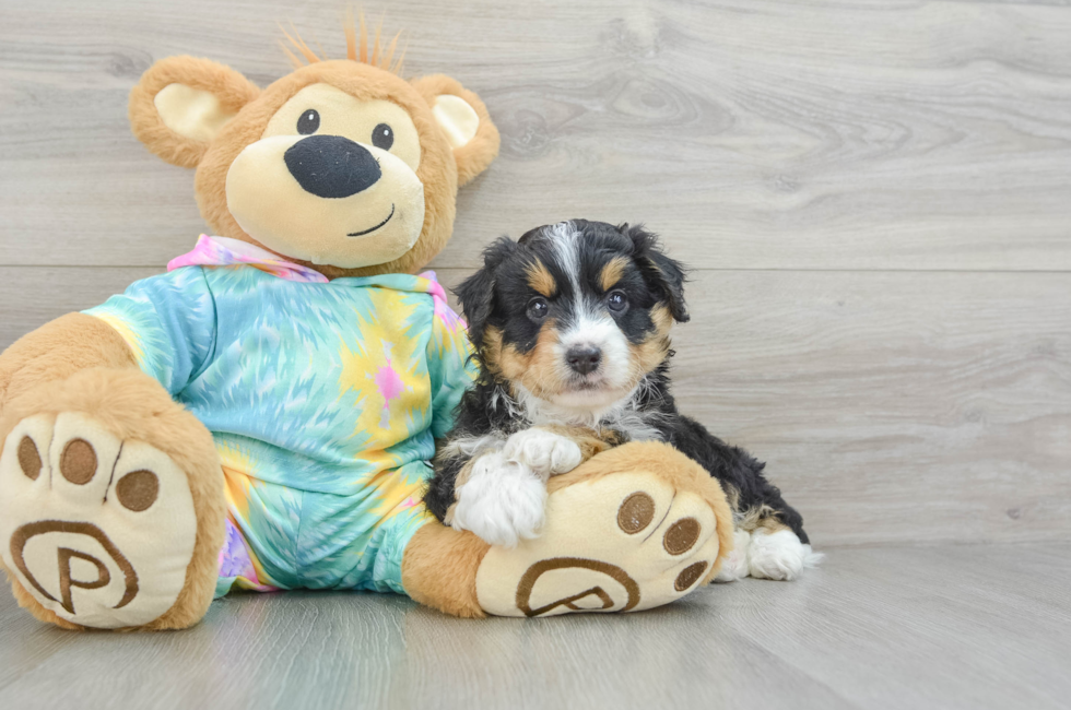 6 week old Mini Aussiedoodle Puppy For Sale - Lone Star Pups