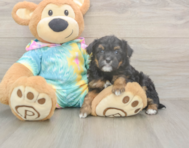 7 week old Mini Aussiedoodle Puppy For Sale - Lone Star Pups