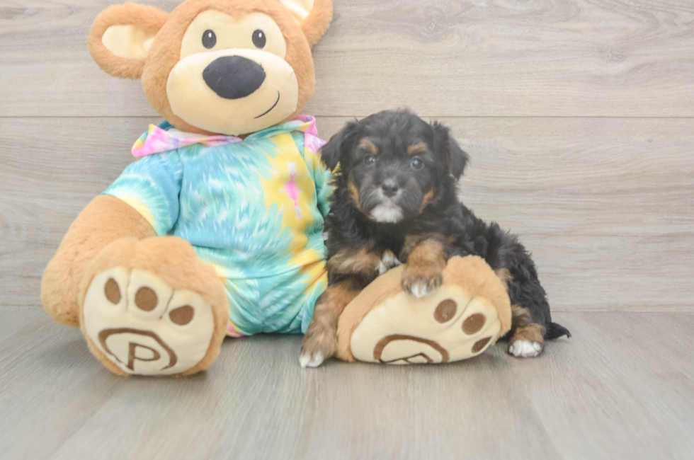 6 week old Mini Aussiedoodle Puppy For Sale - Lone Star Pups