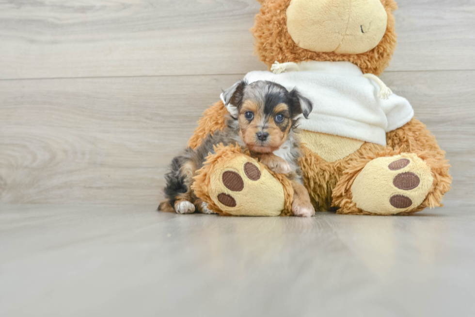 Little Mini Aussiepoo Poodle Mix Puppy