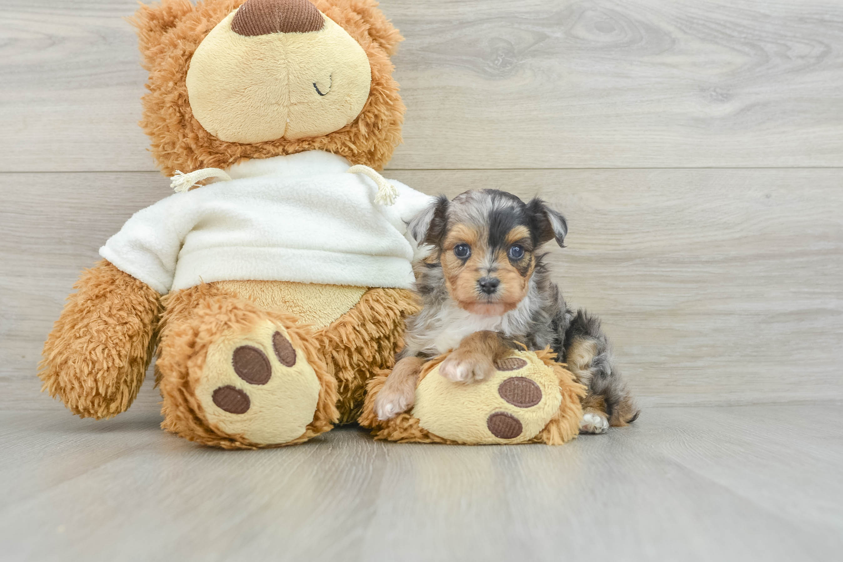 Mini shops aussiedoodle puppies