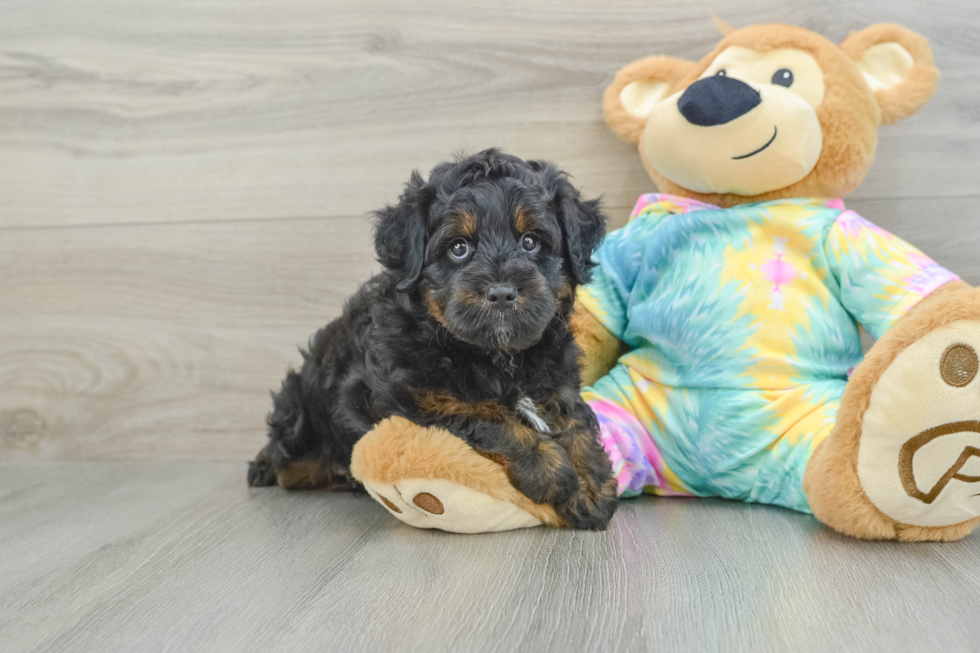 Mini Aussiedoodle Pup Being Cute