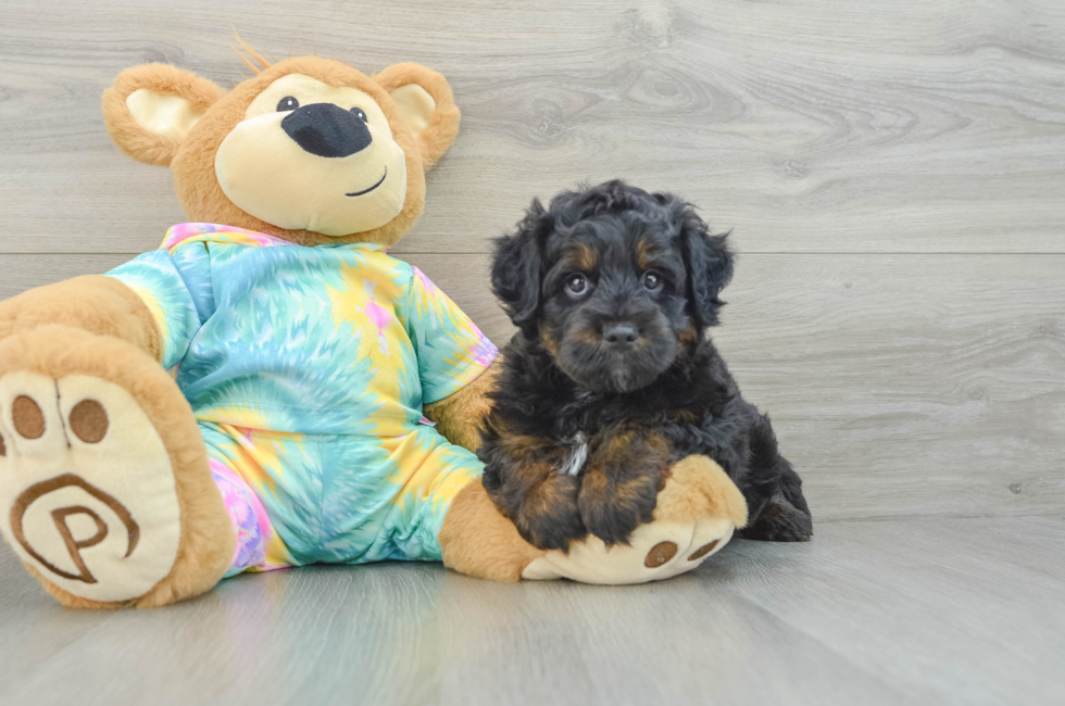 8 week old Mini Aussiedoodle Puppy For Sale - Lone Star Pups