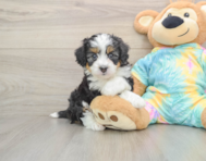 6 week old Mini Aussiedoodle Puppy For Sale - Lone Star Pups