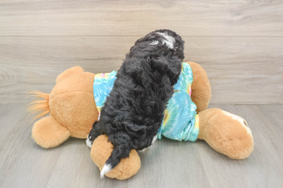 Mini Aussiedoodle Pup Being Cute