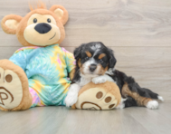 8 week old Mini Aussiedoodle Puppy For Sale - Lone Star Pups