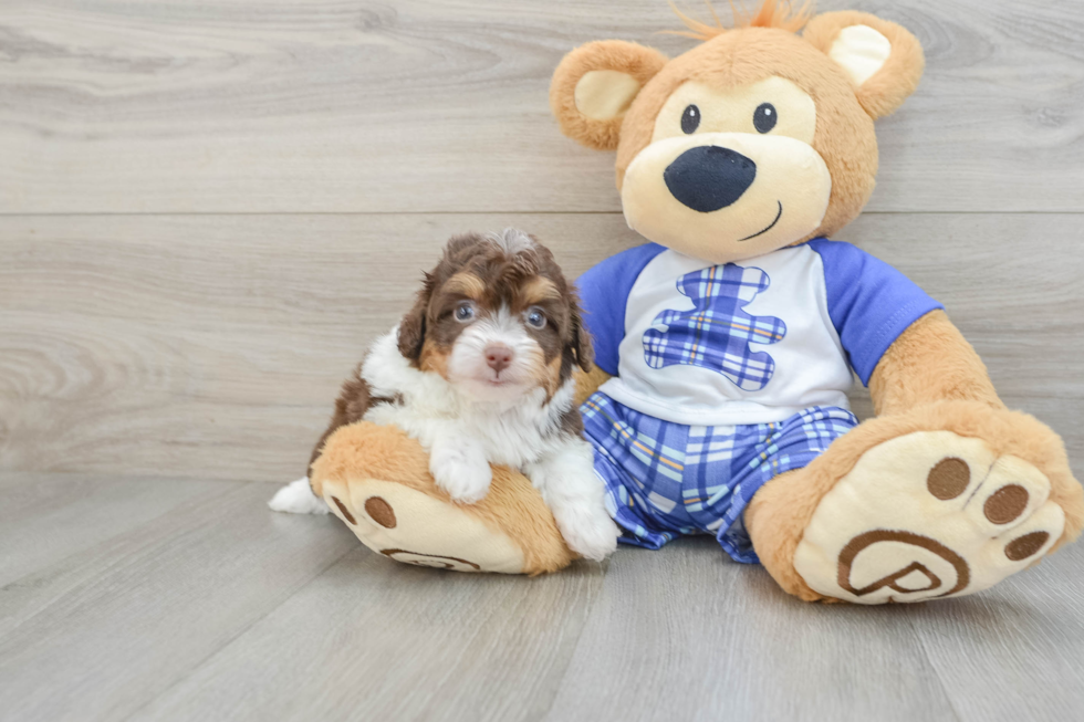 Happy Mini Aussiedoodle Baby